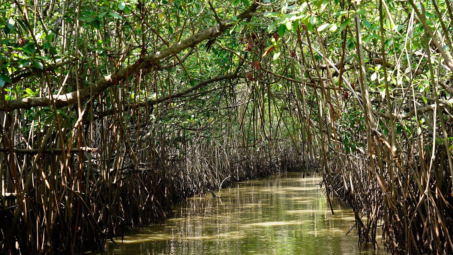 Sample photo — Mangrove Forest. Replace with a Saailors Voyage shot.